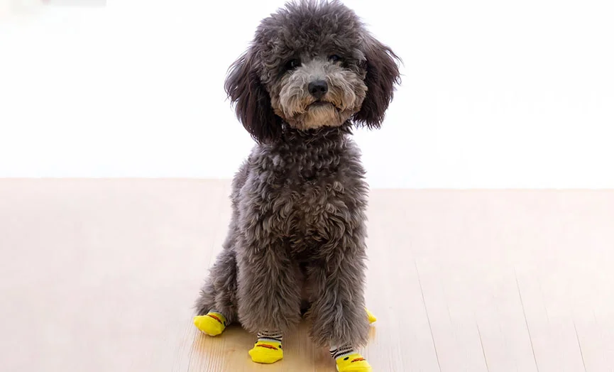 Adorable Dog Socks Set of 4